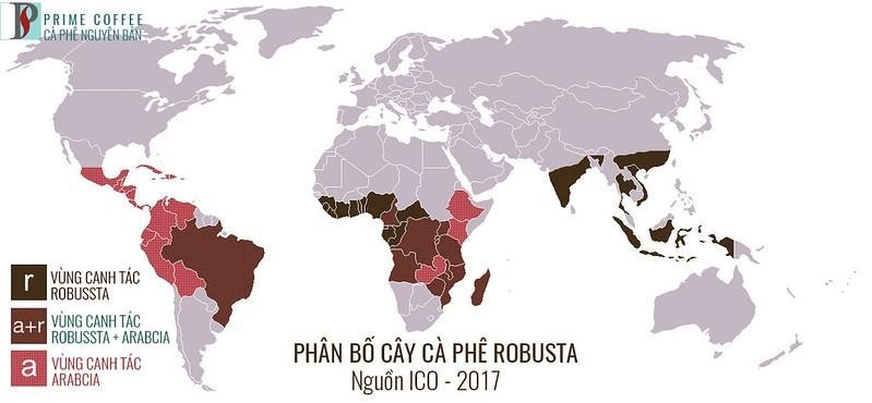 Cà Phê Hạt: Giới Thiệu Tổng Quan Về Nguồn Gốc, Loại Và Phương Thức Chế Biến