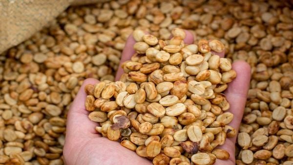 Cà Phê Hạt Rang Sẵn: Sự Tiện Lợi Và Những Lưu Ý Khi Sử Dụng