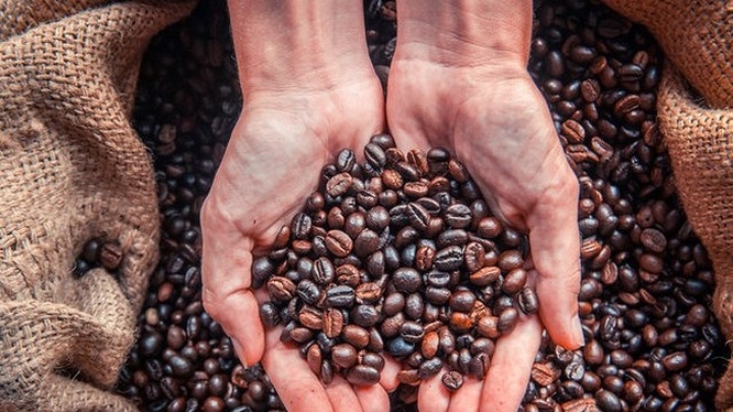 Gợi Ý Chọn Mua Cà Phê Hạt Cao Cấp: Trung Nguyên, Milano Và Các Thương Hiệu Uy Tín