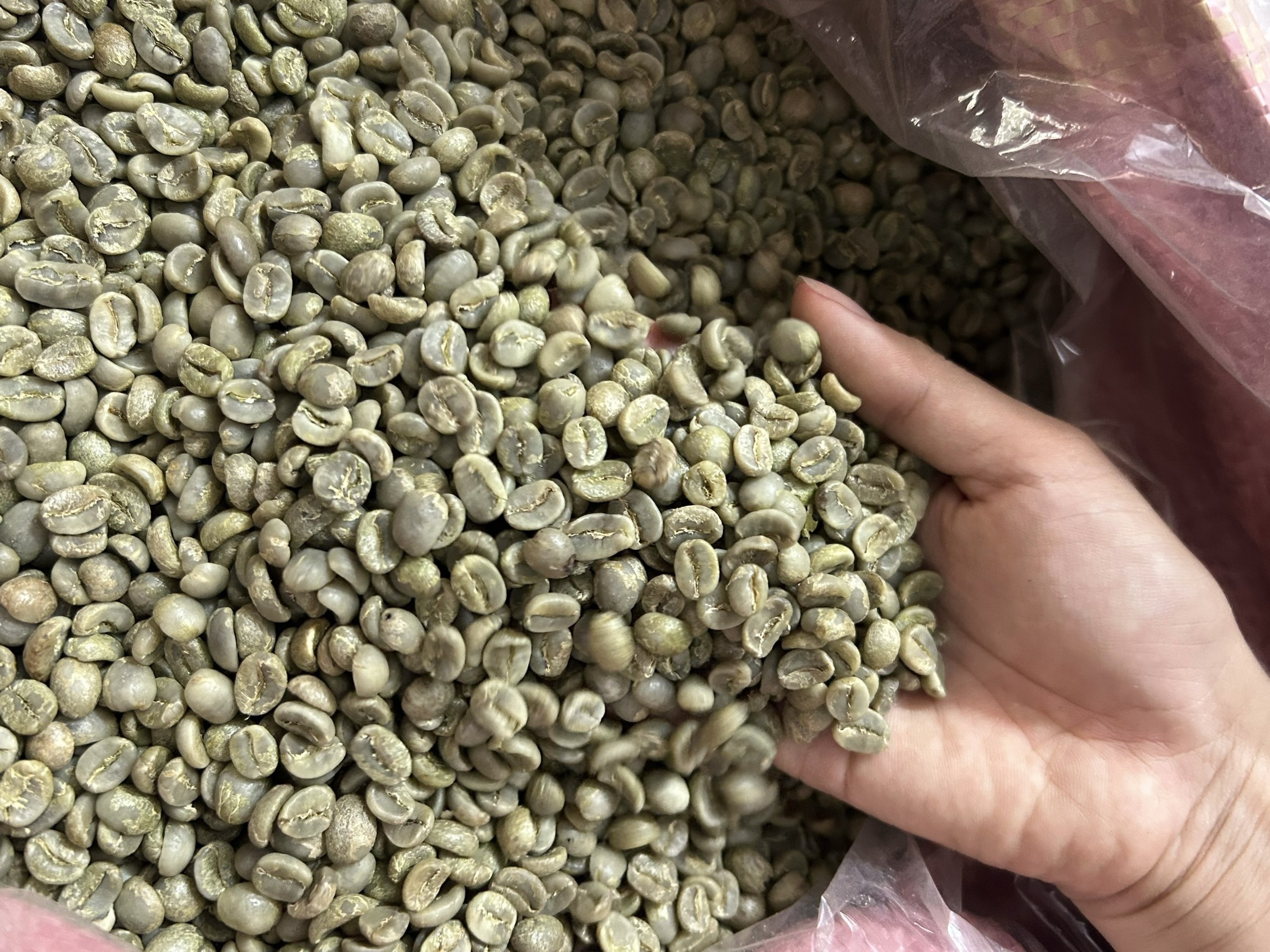 Hướng Dẫn Chọn Mua Cà Phê Hạt Nguyên Chất: Chất Lượng, Giá Cả Và Nguồn Gốc Hướng Dẫn Chọn Mua Cà Phê Hạt Nguyên Chất: Chất Lượng, Giá Cả Và Nguồn Gốc