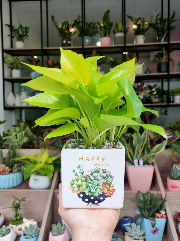 Khai trương nên tặng gì? Gợi ý quà tặng ý nghĩa và phù hợp Khai trương nên tặng gì? Gợi ý quà tặng ý nghĩa và phù hợp