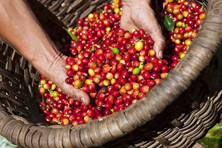 Khám Phá Hương Vị Đặc Trưng Của Cà Phê Hạt Phỉ Cao Cấp