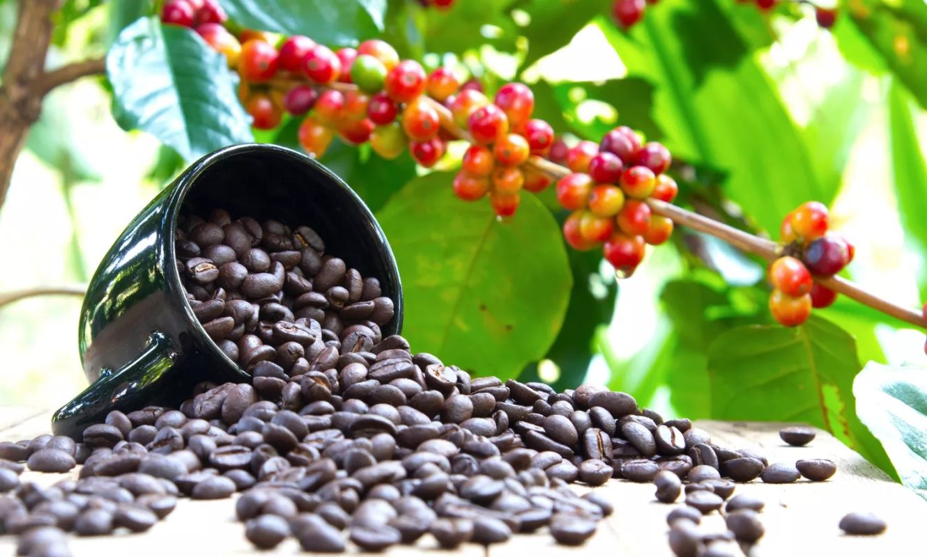 Khám Phá Hương Vị Đặc Trưng Của Cà Phê Hạt Phỉ Cao Cấp