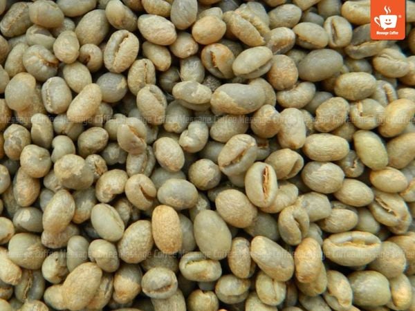 Khám Phá Hương Vị Đặc Trưng Của Cà Phê Hạt Phỉ Cao Cấp