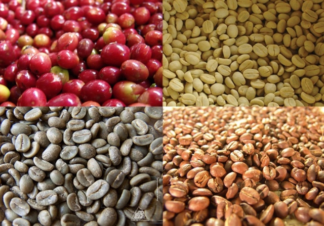 Phân Loại Cà Phê Hạt: Arabica, Robusta, Và Những Đặc Điểm Nổi Bật Phân Loại Cà Phê Hạt: Arabica, Robusta, Và Những Đặc Điểm Nổi Bật