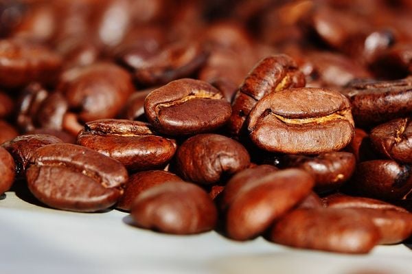 Phân Loại Cà Phê Hạt: Arabica, Robusta, Và Những Đặc Điểm Nổi Bật Phân Loại Cà Phê Hạt: Arabica, Robusta, Và Những Đặc Điểm Nổi Bật