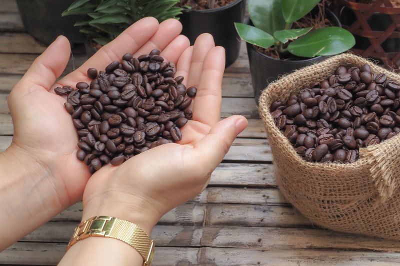 Phân Loại Cà Phê Hạt: Arabica, Robusta, Và Những Đặc Điểm Nổi Bật Phân Loại Cà Phê Hạt: Arabica, Robusta, Và Những Đặc Điểm Nổi Bật