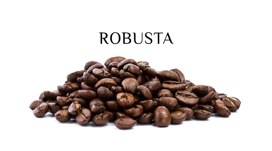 Phân Loại Cà Phê Hạt: Arabica, Robusta, Và Những Đặc Điểm Nổi Bật Phân Loại Cà Phê Hạt: Arabica, Robusta, Và Những Đặc Điểm Nổi Bật