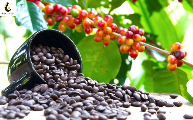 Phân Loại Cà Phê Hạt: Arabica, Robusta, Và Những Đặc Điểm Nổi Bật Phân Loại Cà Phê Hạt: Arabica, Robusta, Và Những Đặc Điểm Nổi Bật