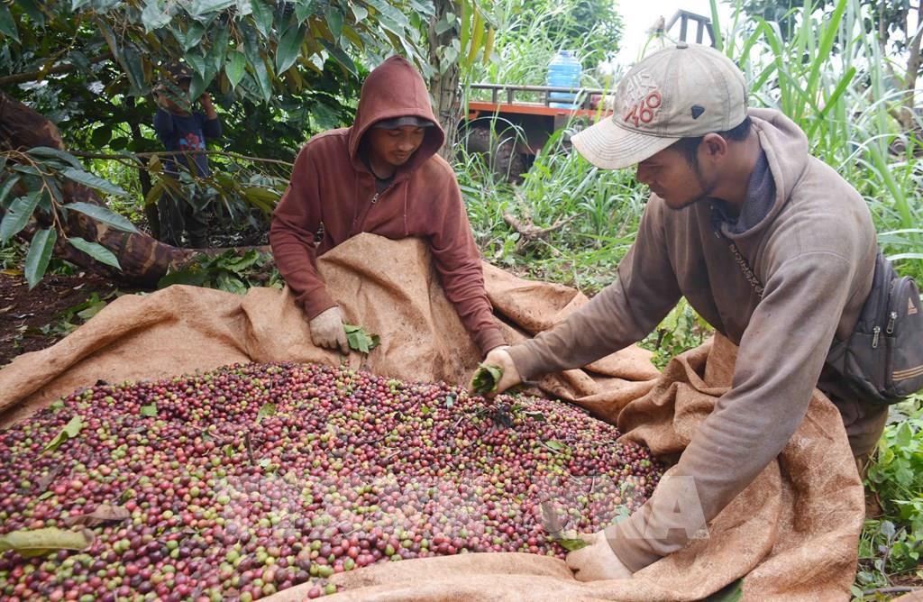 Thị Trường Cà Phê Hạt Hiện Nay: Xu Hướng Và Giá Cả