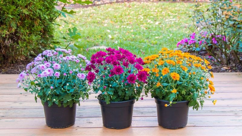 Tặng Gì Cho Mẹ Ngày 8 Tháng 3 Để Thể Hiện Sự Quan Tâm Sâu Sắc? Tặng Gì Cho Mẹ Ngày 8 Tháng 3 Để Thể Hiện Sự Quan Tâm Sâu Sắc?